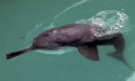 Kineski dolphin